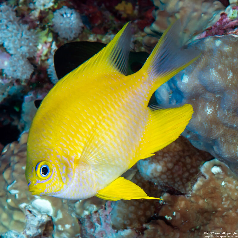 Amblyglyphidodon aureus (Golden Damsel)