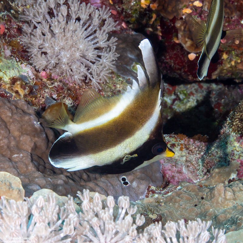 Heniochus chrysostomus (Pennant Bannerfish)