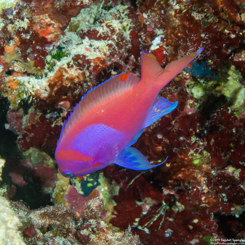 Pseudanthias pleurotaenia (Squarespot Anthias)