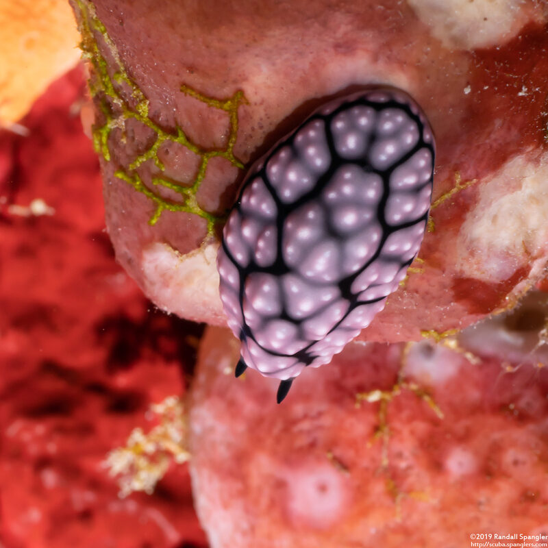 Phyllidiella cf. annulata (H-Mark Phyllidiella)