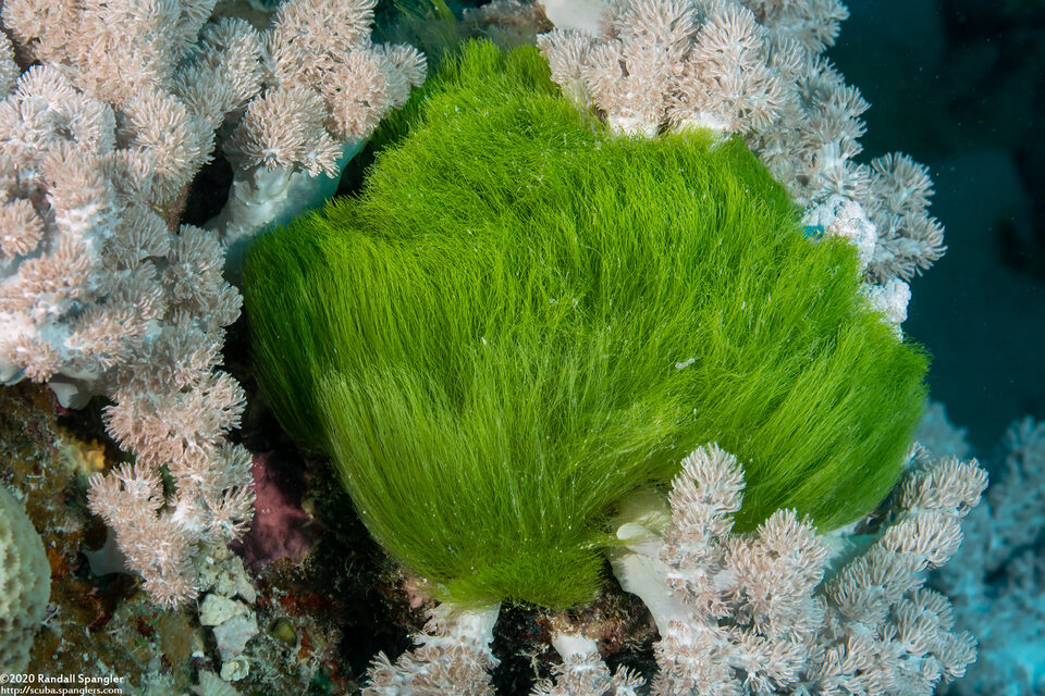 Chlorodesmis fastigiata (Turtle Weed)