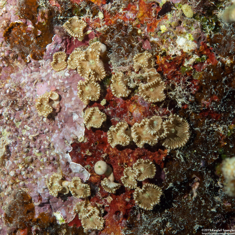 Palythoa heliodiscus (Sunray Zoanthid)