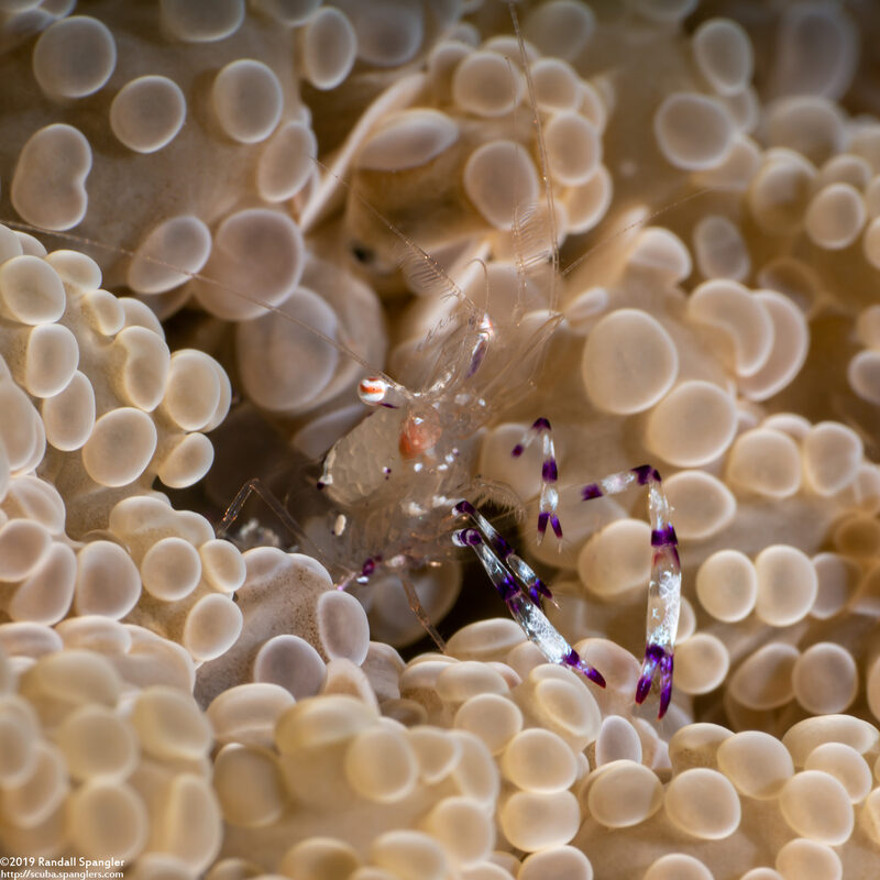 Ancylomenes holthuisi (Holthuis' Anemone Shrimp)