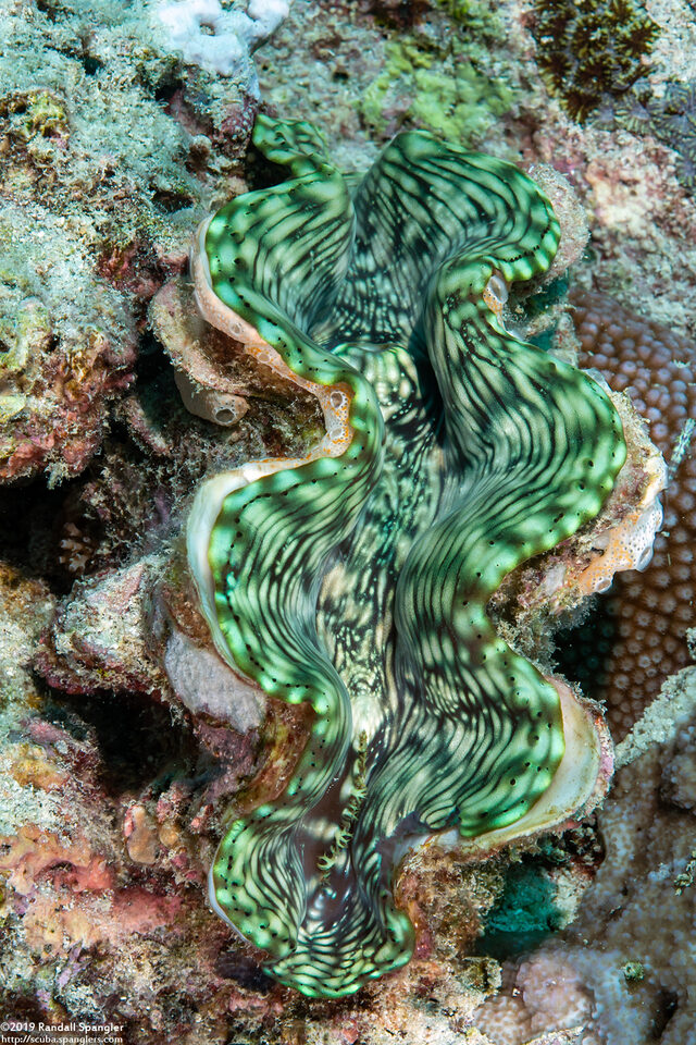 Tridacna crocea (Boring Giant Clam)