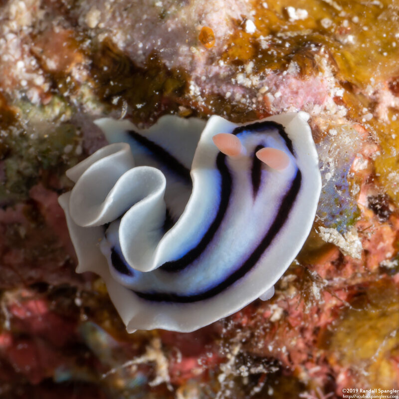 Chromodoris lochi (Loch's Chromodoris)