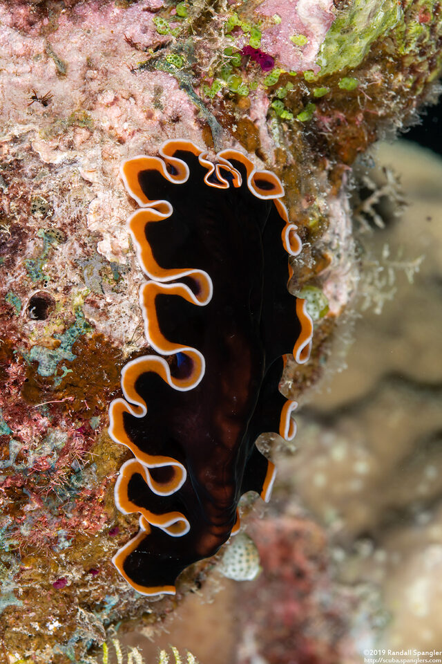 Pseudobiceros hancockanus (Hancock's Flatworm)