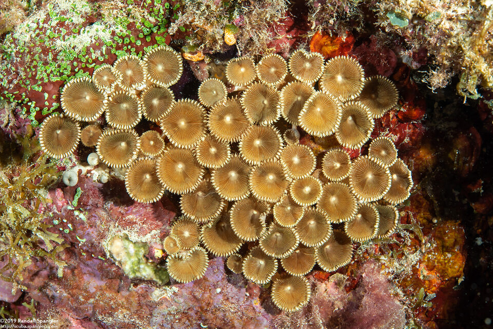 Palythoa heliodiscus (Sunray Zoanthid)