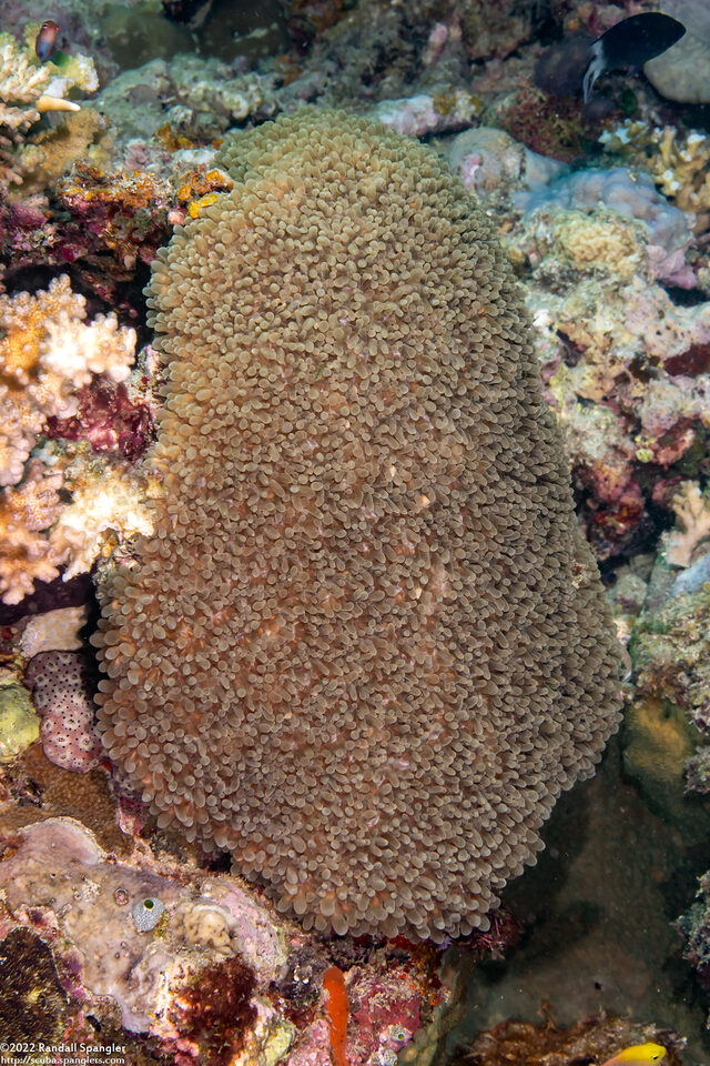 Physogyra lichtensteini (Grape Coral)