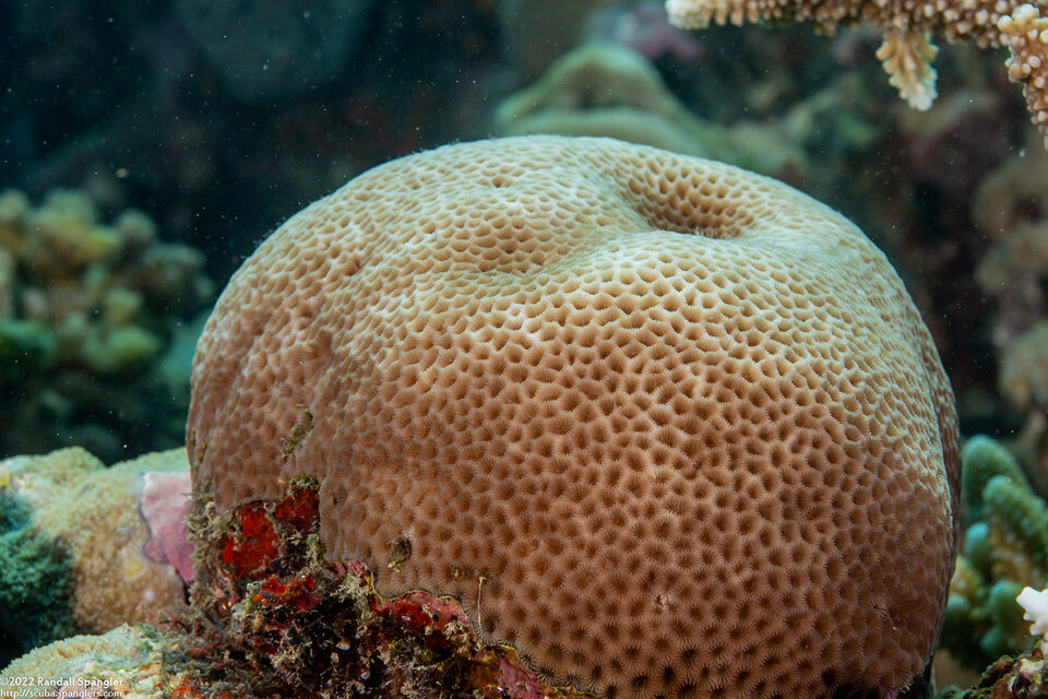 Porites solida (Solid Coral)
