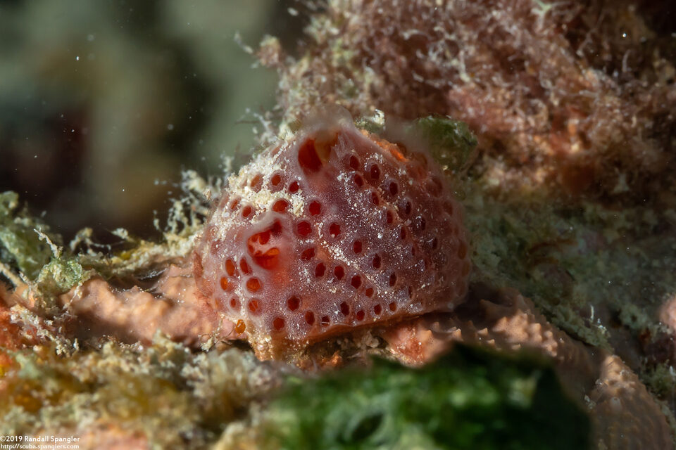 Aplidium sp.2 (Aplidium sp.2)