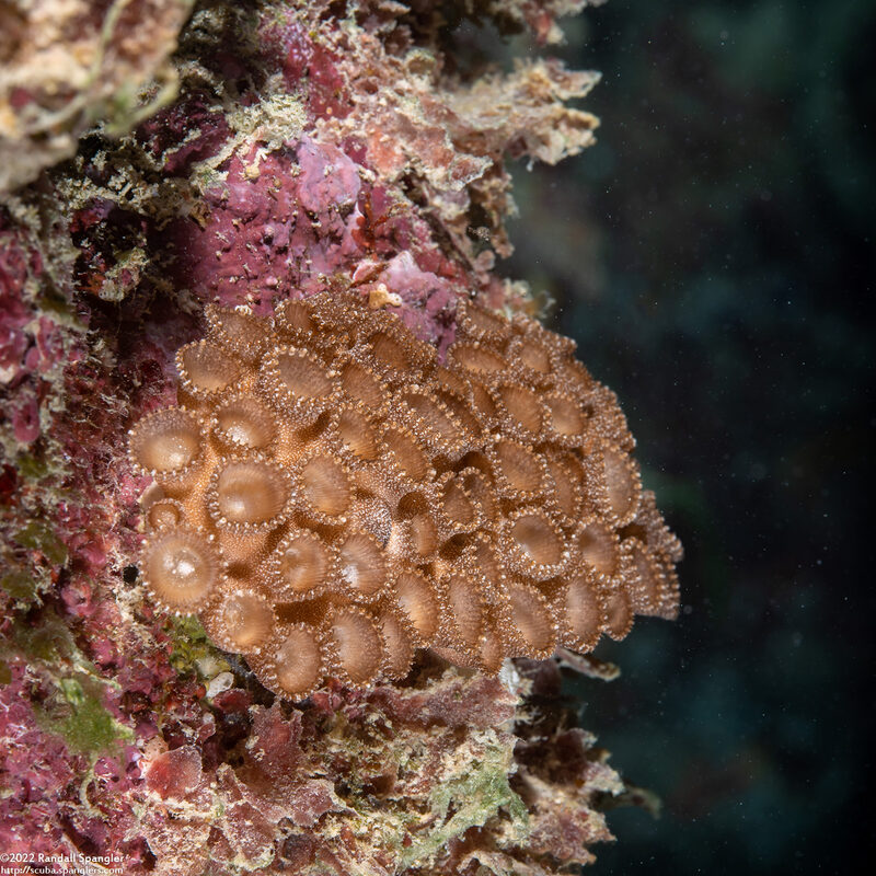 Palythoa tuberculosa (Sea Mat Zoanthid)