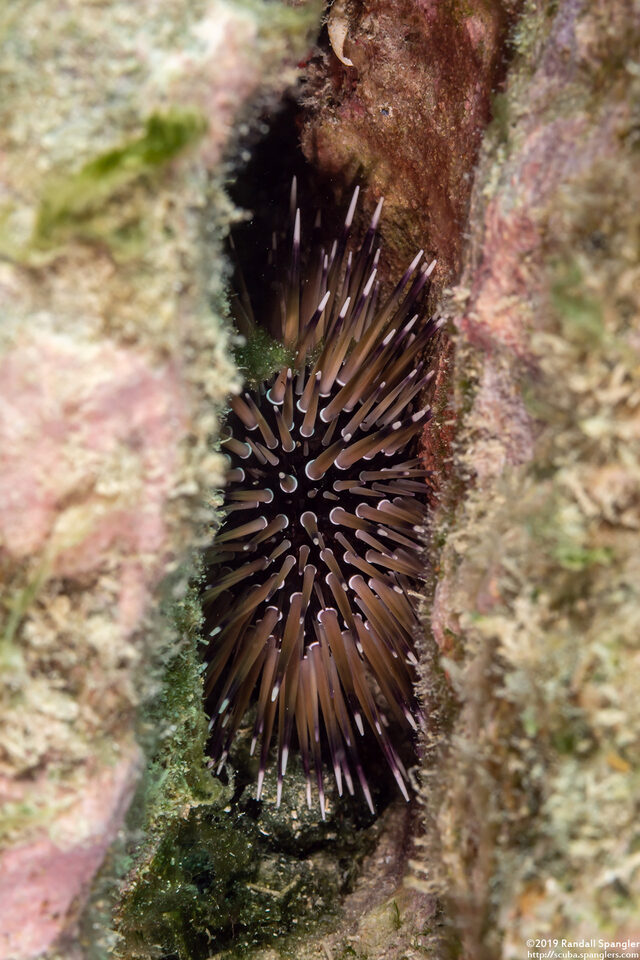 Echinometra mathaei (Rock-Boring Urchin)