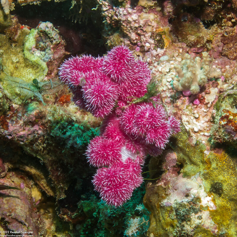 Dendronephthya sp.1 (Dendronephthya)