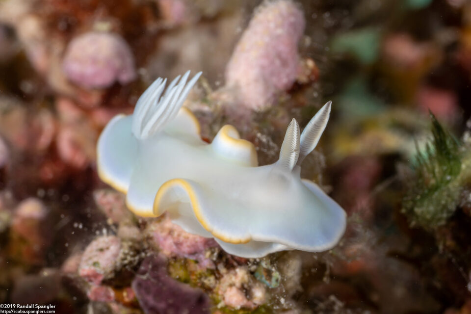 Glossodoris pallida (White Mantle Glossodoris)
