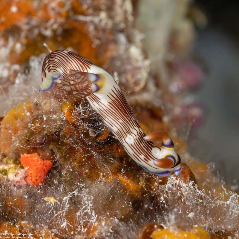 Nembrotha lineolata (Lined Nembrotha)
