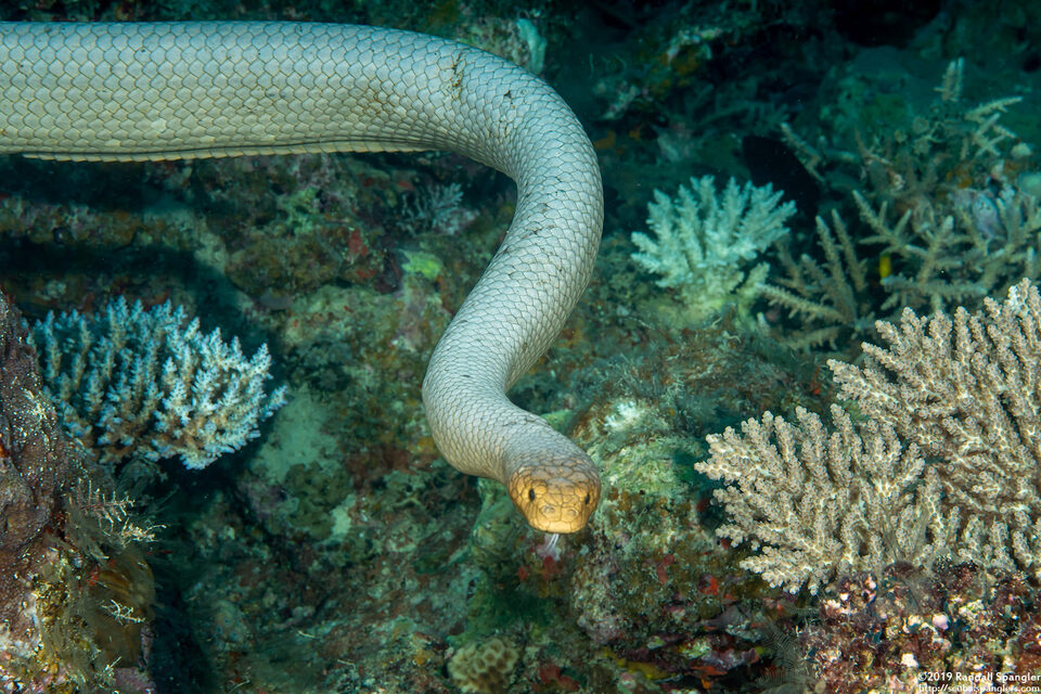 Aipysurus laevis (Olive Sea Snake)