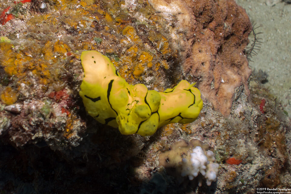 Notodoris minor (Banana Nudibranch)