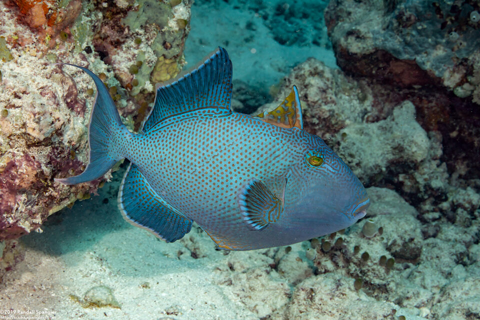 Pseudobalistes fuscus (Blue Triggerfish)