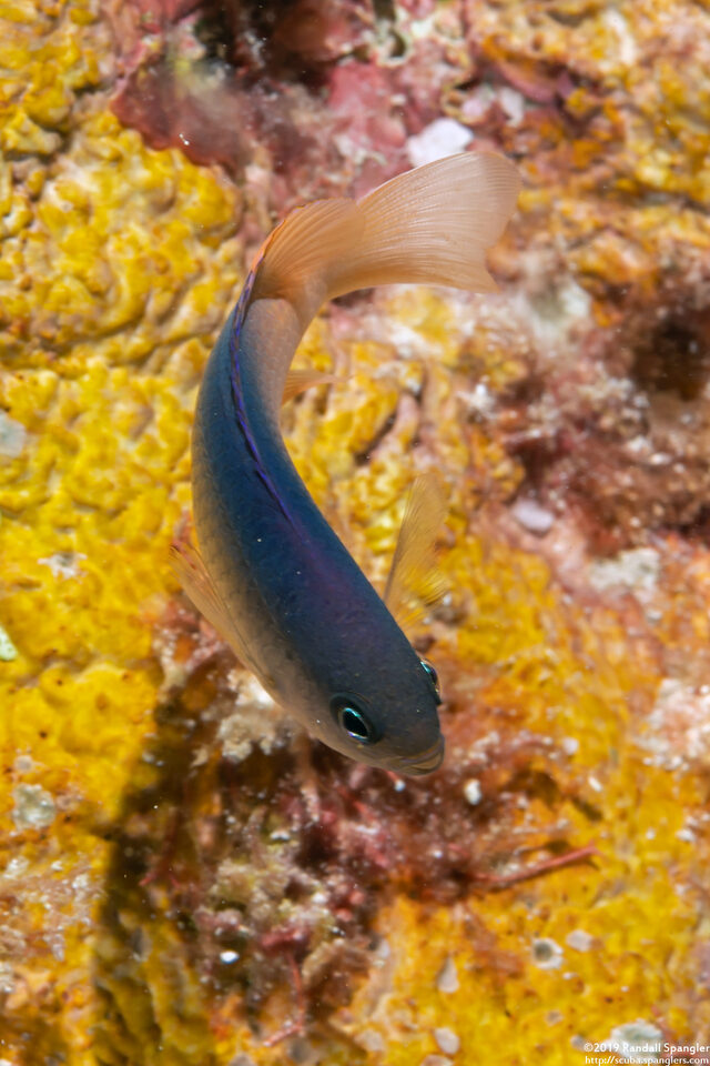 Chrysiptera caesifrons (Duskyback Damsel)