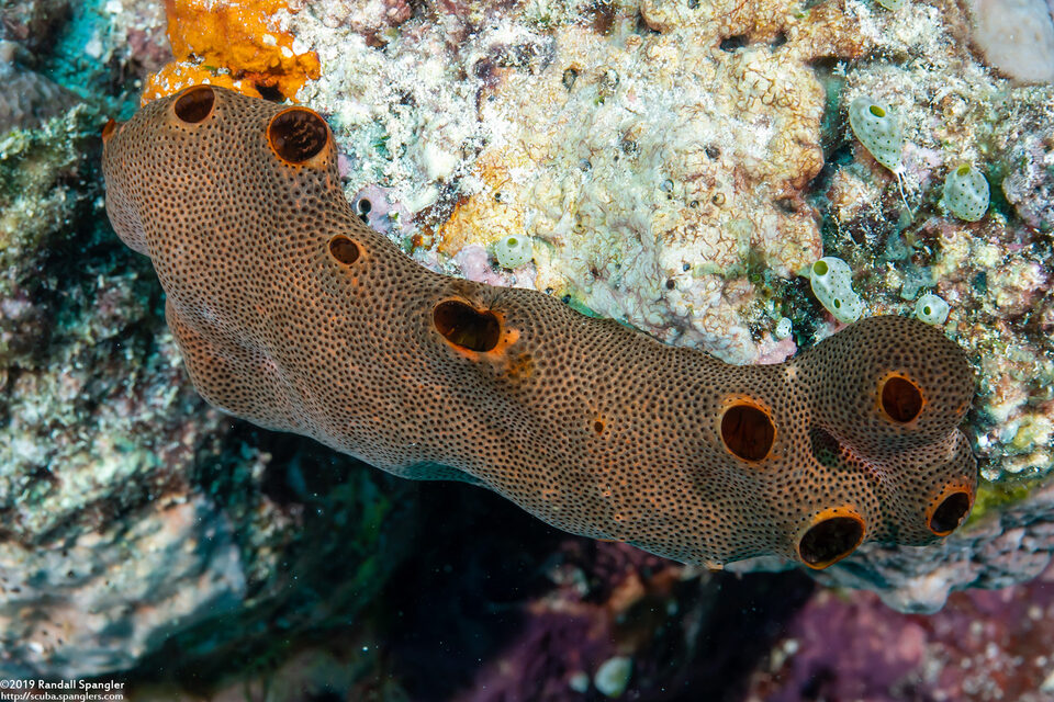 Lissoclinum japonicum (Lissoclinum japonicum)