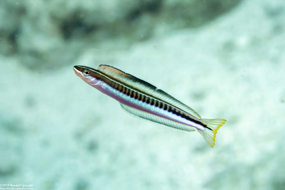 Plagiotremus tapeinosoma (Piano Fangblenny)