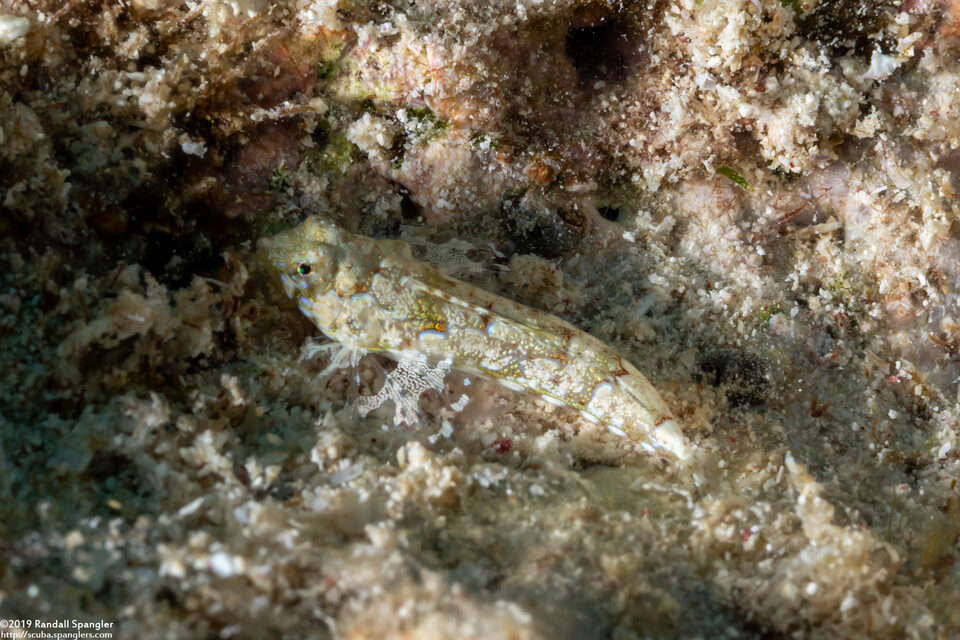 Diplogrammus goramensis (Goram Dragonet)