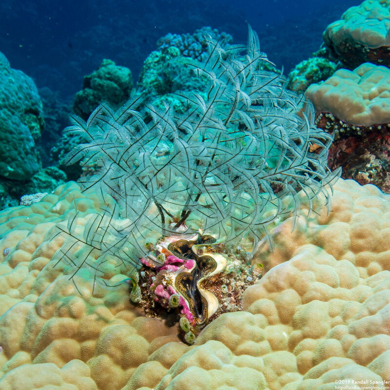 Macrorhynchia philippina (Philippine Hydroid)