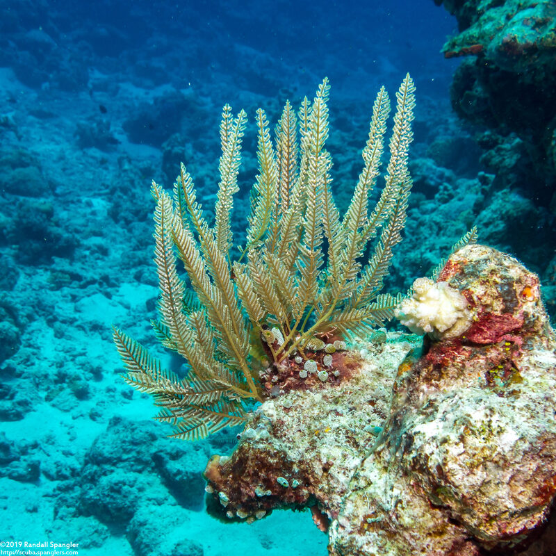 Plumulariidae sp.2 (Plumulariidae sp.2)