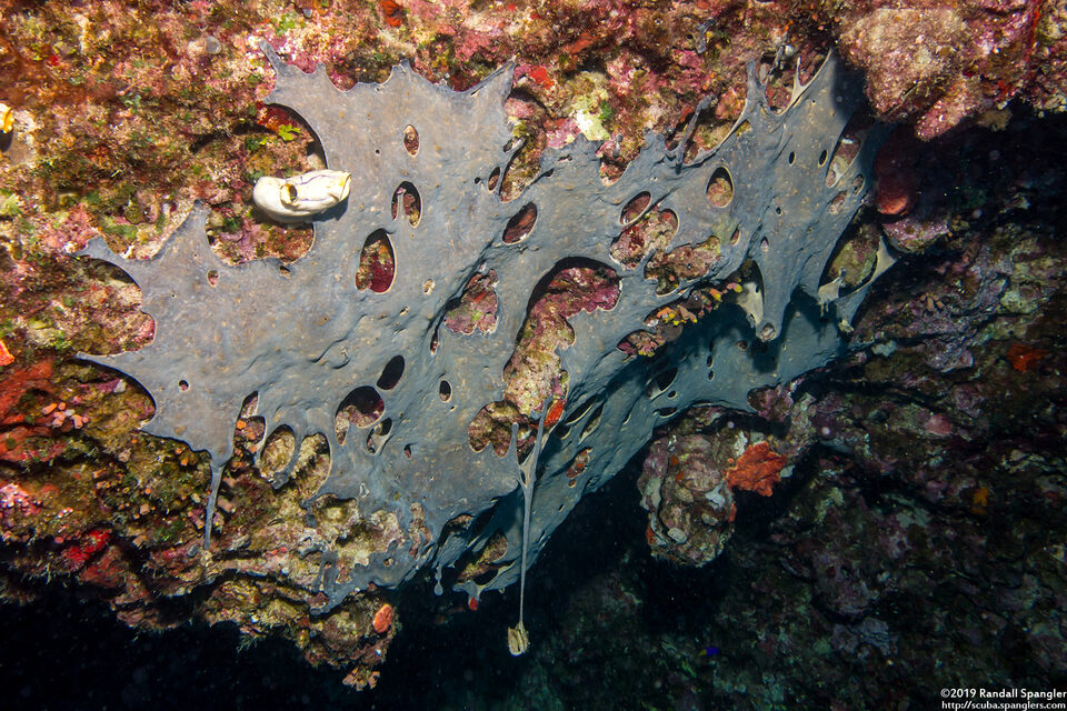 Didemnum sp.11 (Didemnum sp.11)