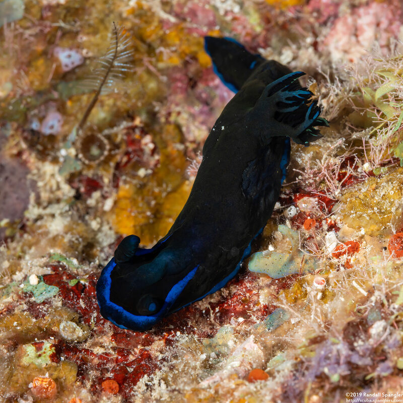 Tambja morosa (Gloomy Nudibranch)