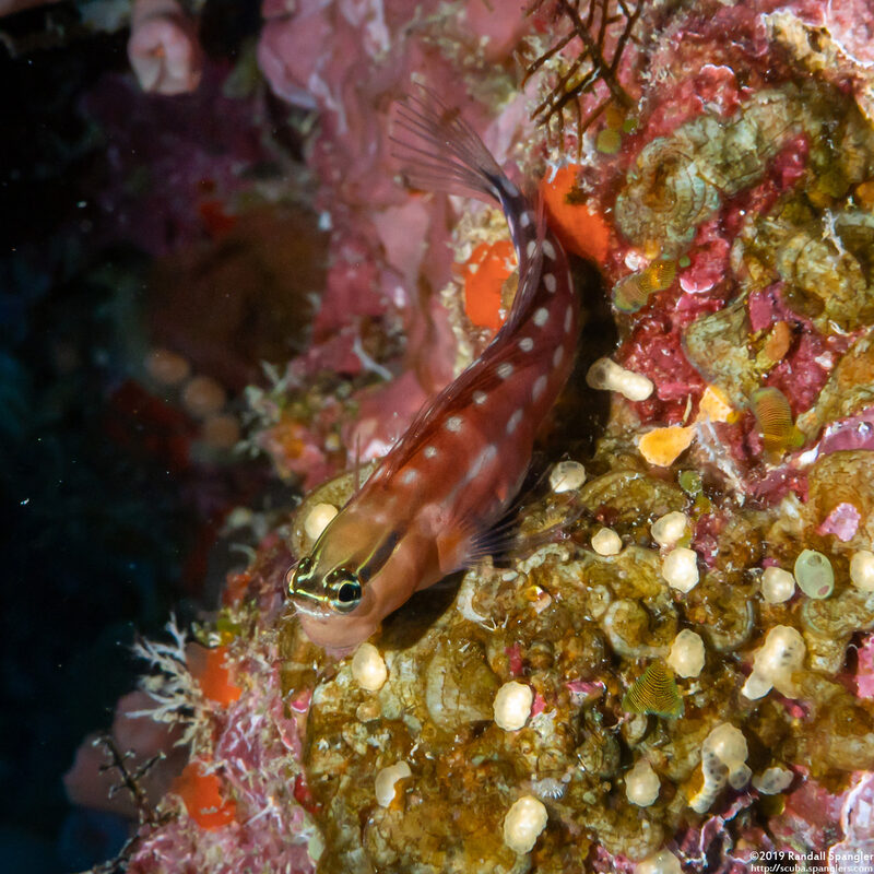 Ecsenius australianus (Australian Coralblenny)