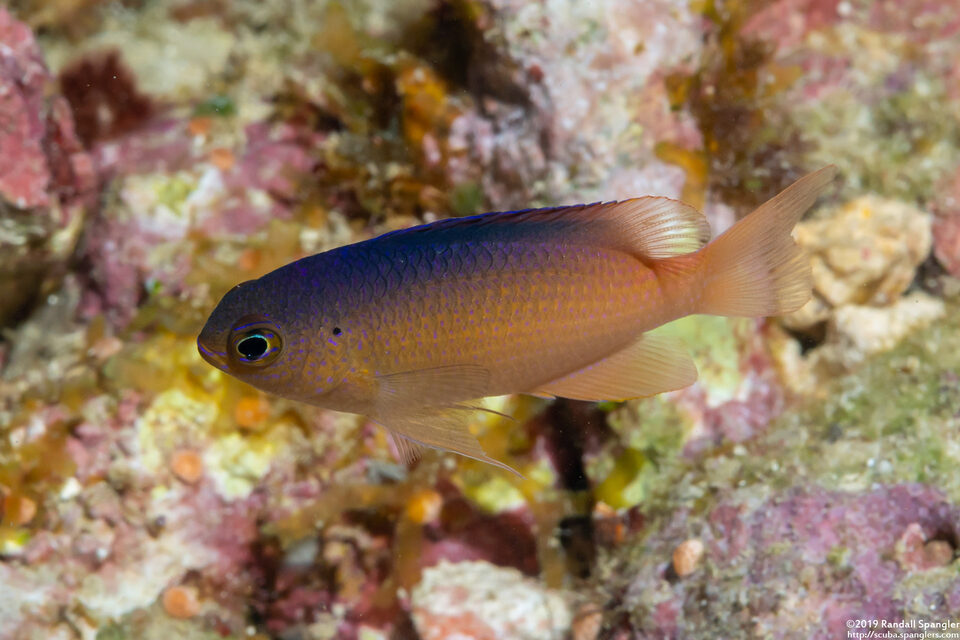 Chrysiptera caesifrons (Duskyback Damsel)