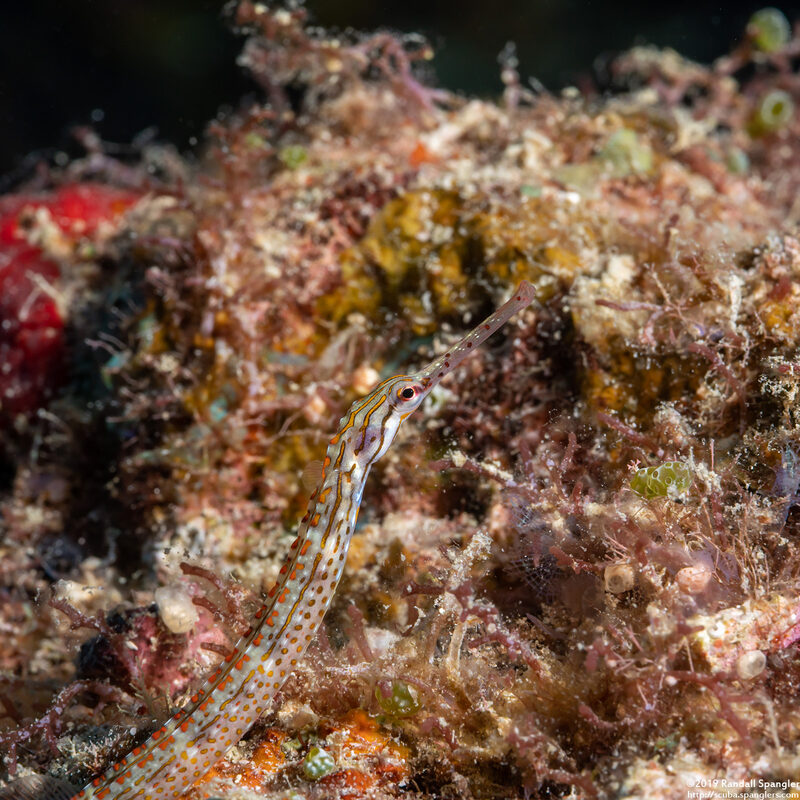 Corythoichthys ocellatus (Orange-Spotted Pipefish)