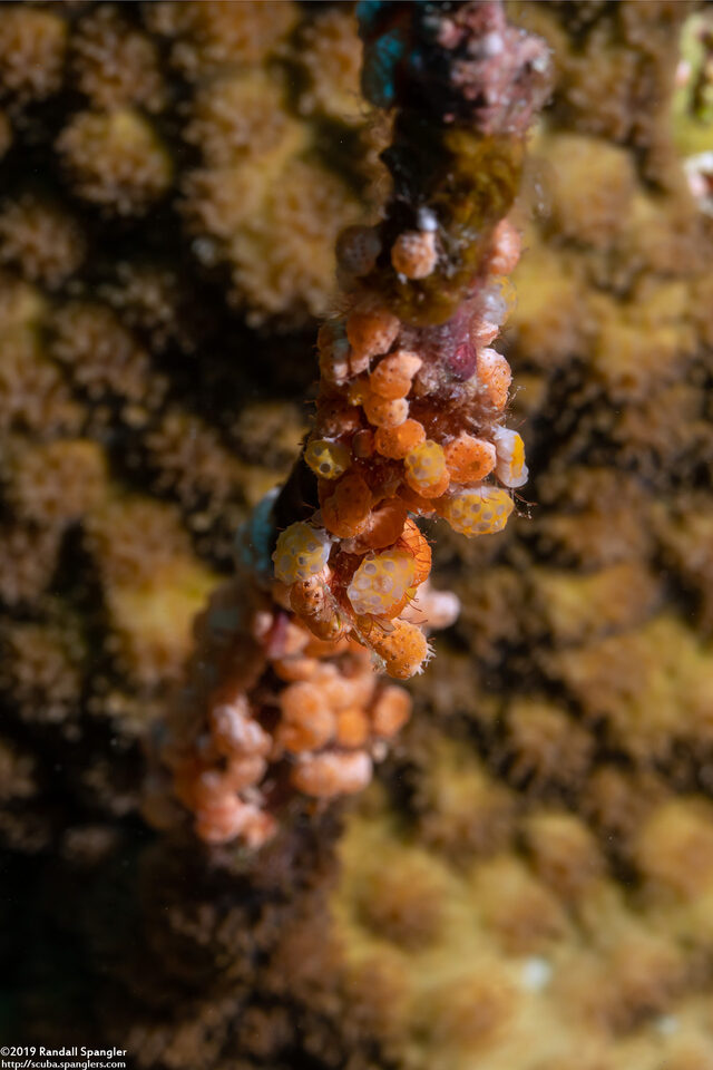 Didemnum mosleyi (Didemnum Mosleyi)