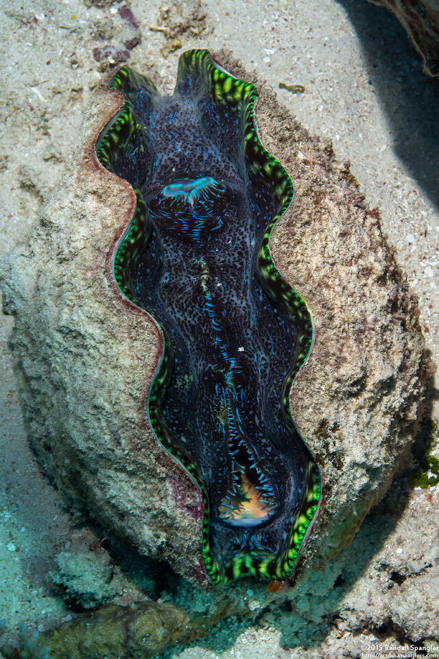 Tridacna derasa (Smooth Giant Clam)