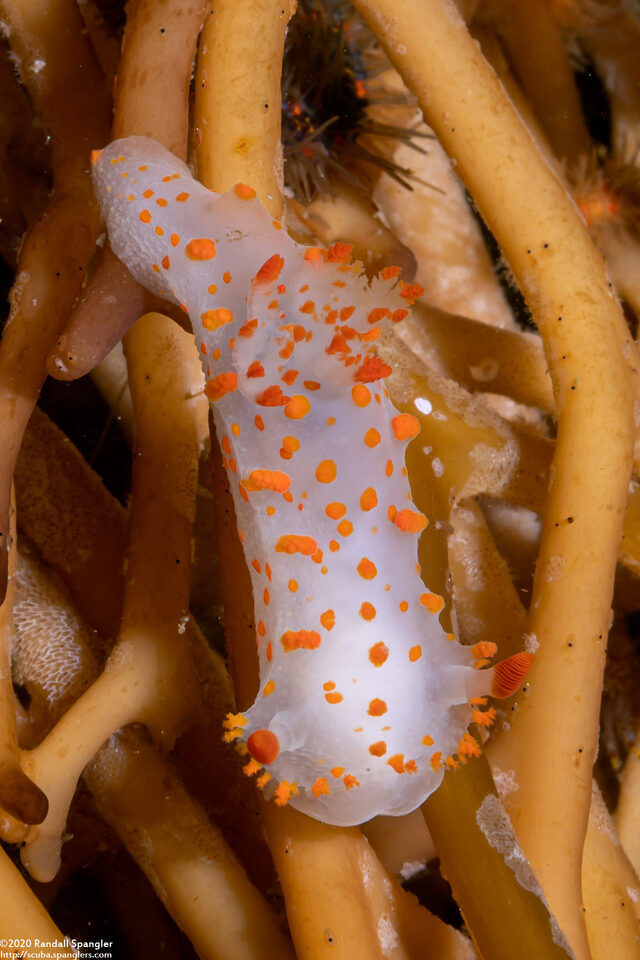 Triopha catalinae (Catalina Triopha)