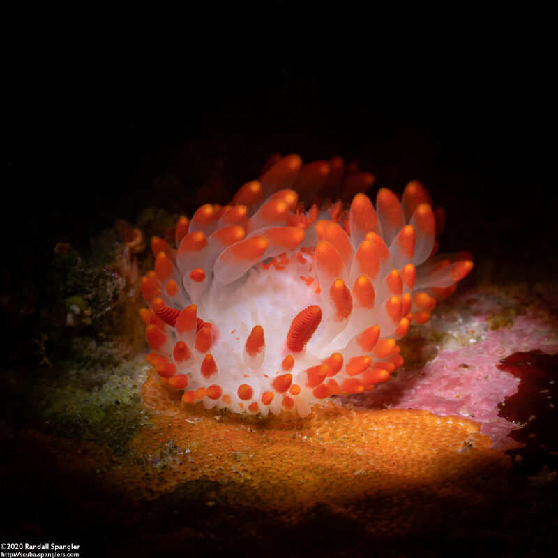 Limacia cockerelli (Cockerell's Dorid)