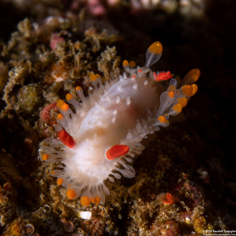 Limacia cockerelli (Cockerell's Dorid)