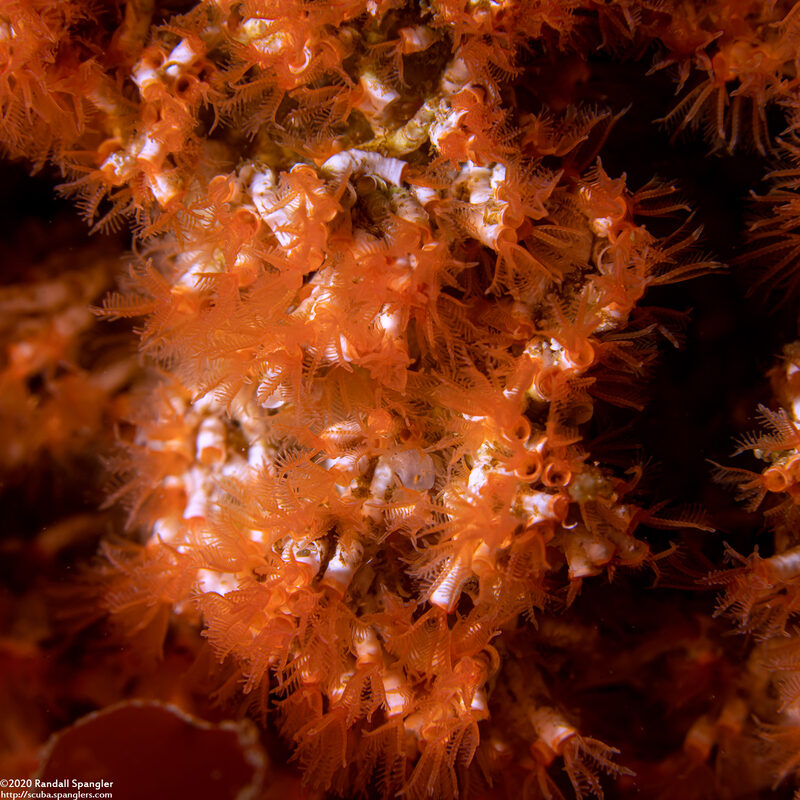 Salmacina tribranchiata (Fragile Tube Worm)