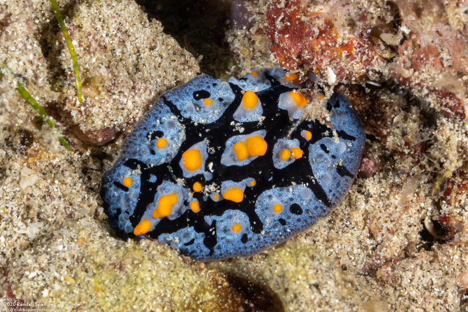 Phyllidia sp.1 (Phyllidia sp.1)