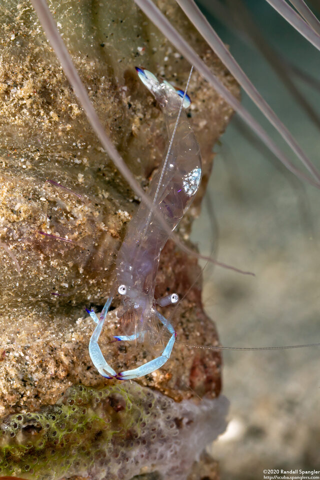 Ancylomenes magnificus (Magnificent Anemone Shrimp)