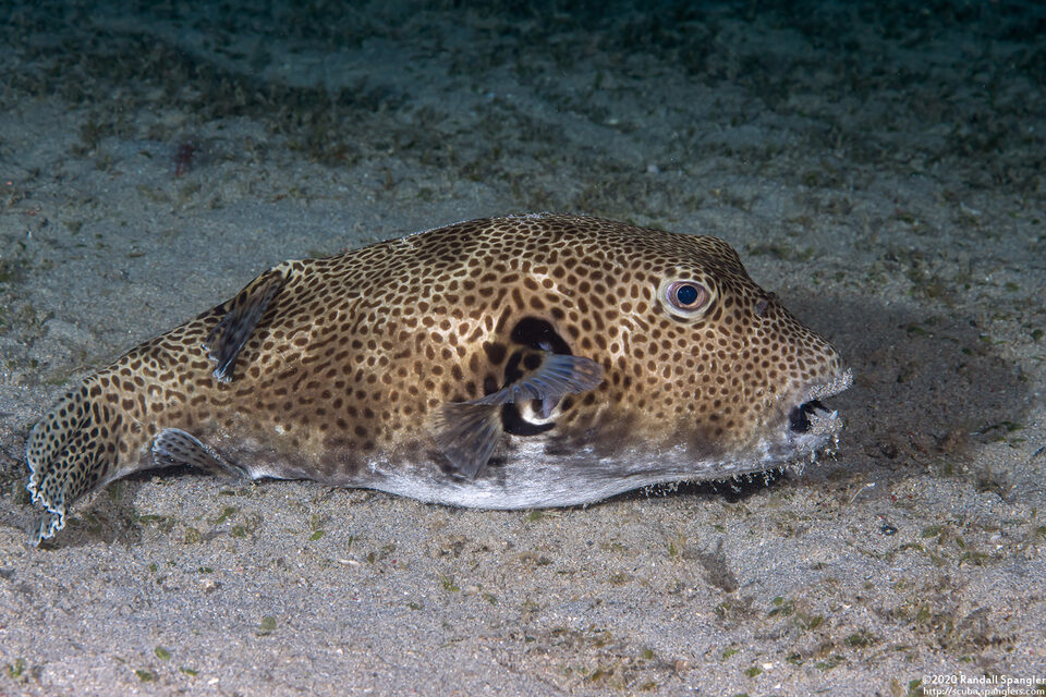 Arothron stellatus (Star Puffer)