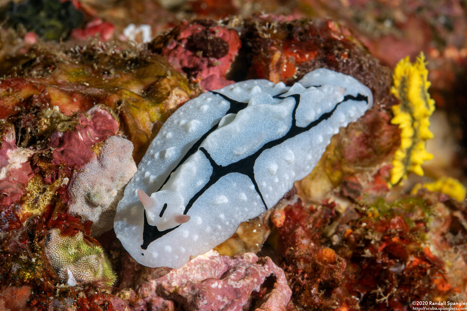 Phyllidiopsis shireenae (Shireen's Phyllidiopsis)