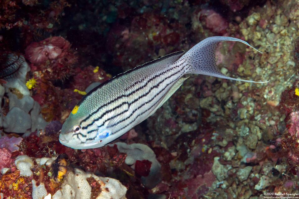 Genicanthus lamarck (Blackstriped Angelfish)