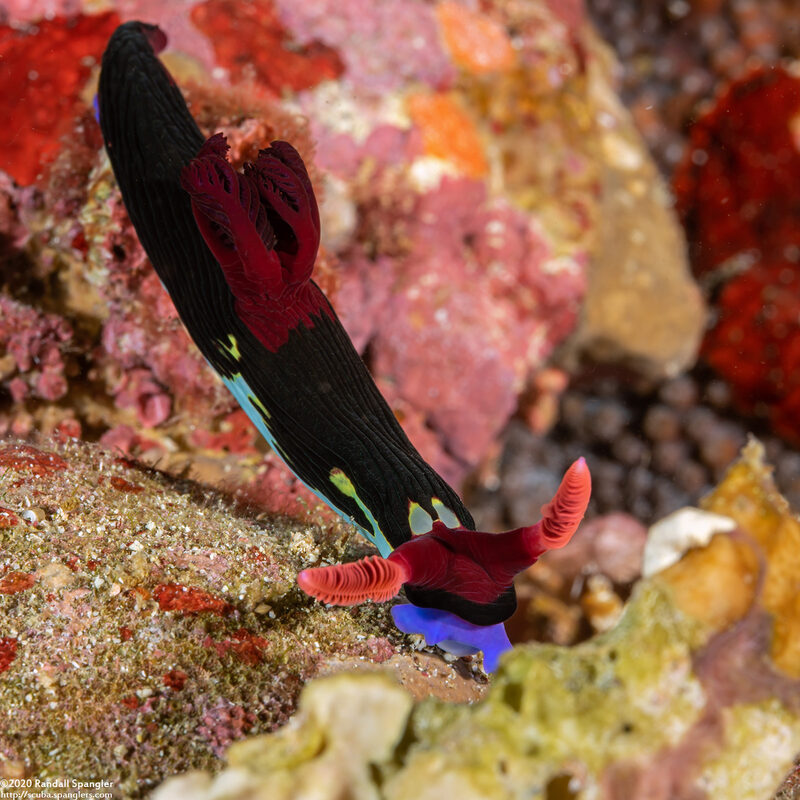 Nembrotha chamberlaini (Chamberlain's Nembrotha)