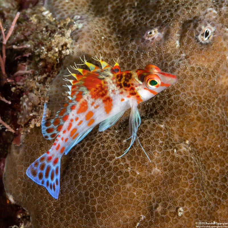 Cirrhitichthys falco (Dwarf Hawkfish)
