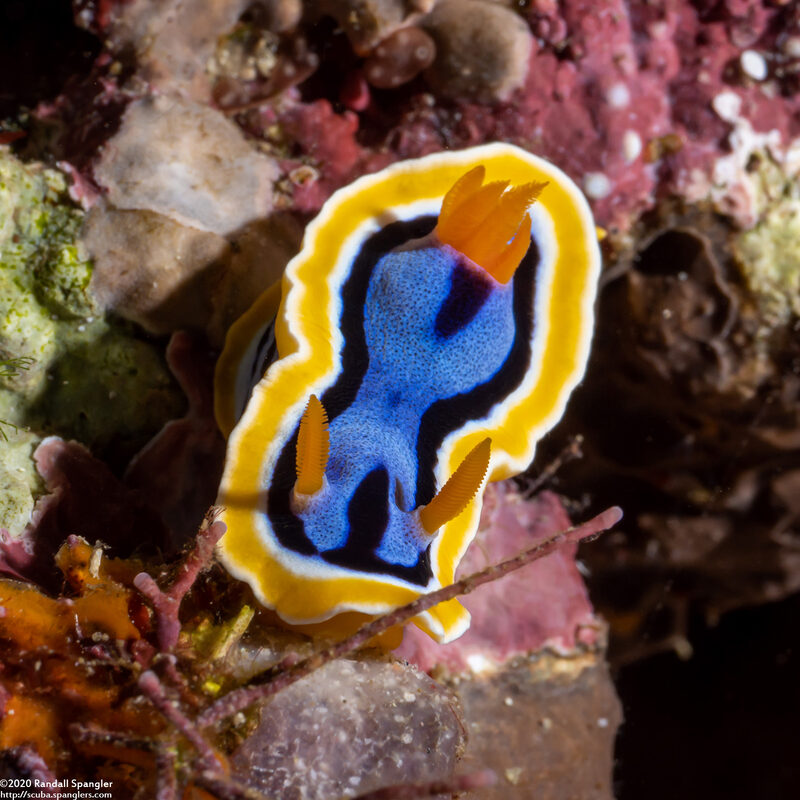 Chromodoris annae (Anna's Chromodoris)