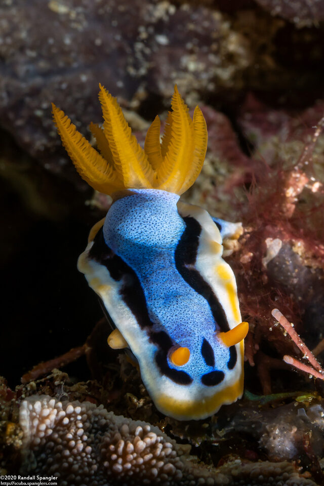 Chromodoris annae (Anna's Chromodoris)