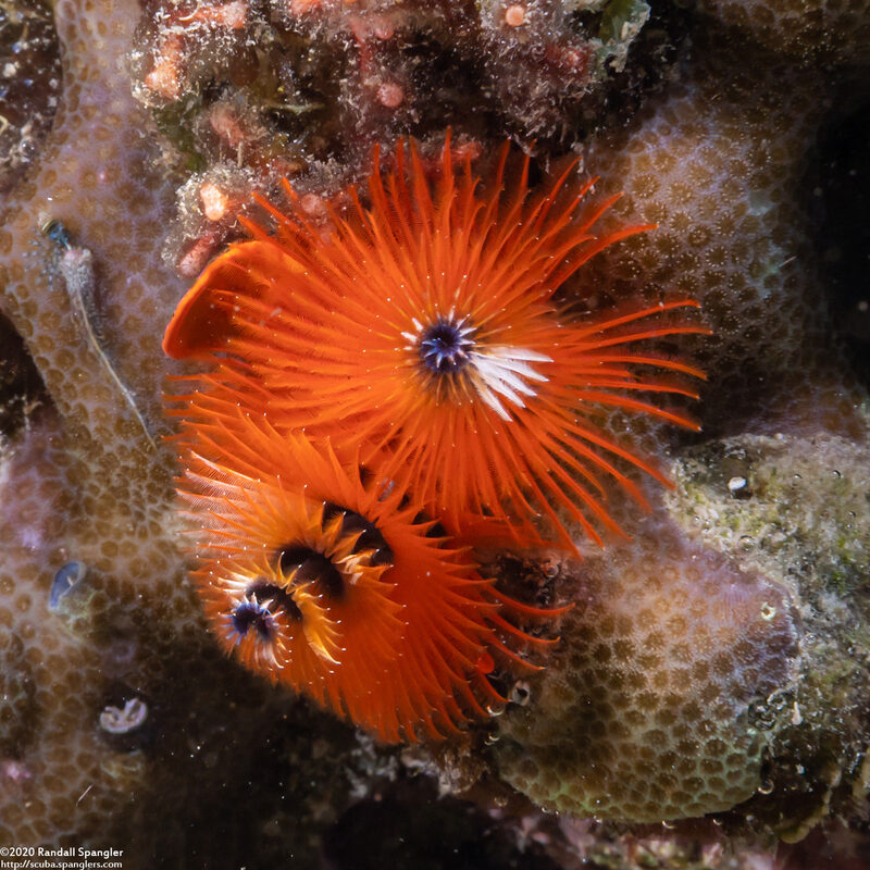 Spirobranchus sp.1 (Christmas Tree Worm)