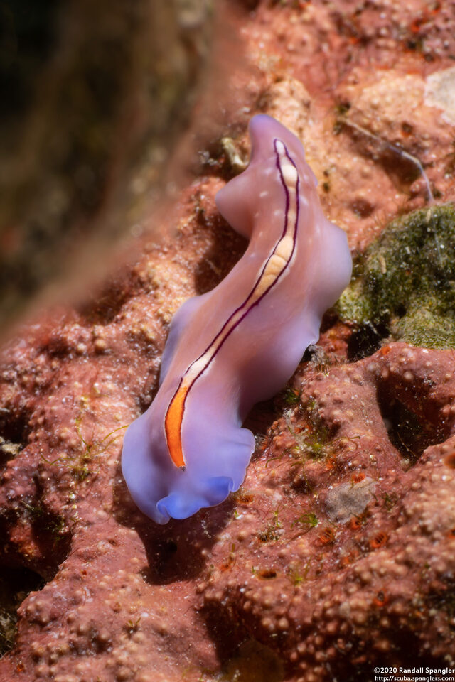 Pseudoceros liparus (Racing Stripe Flatworm)
